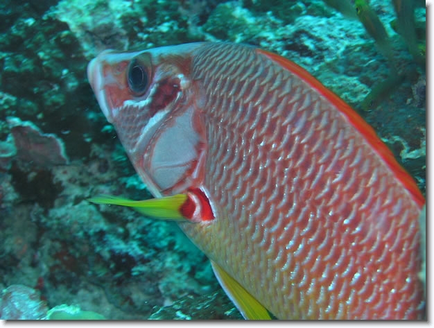 Diapositive suivante