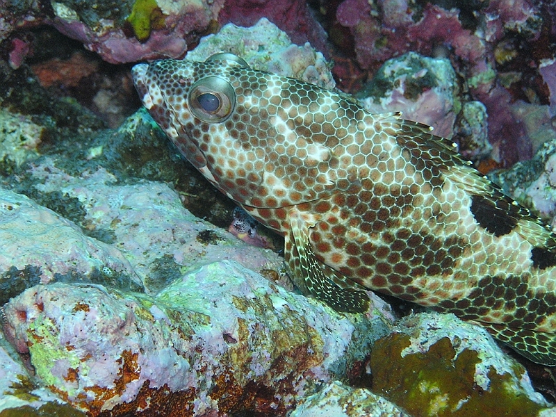 Aquarium103.JPG