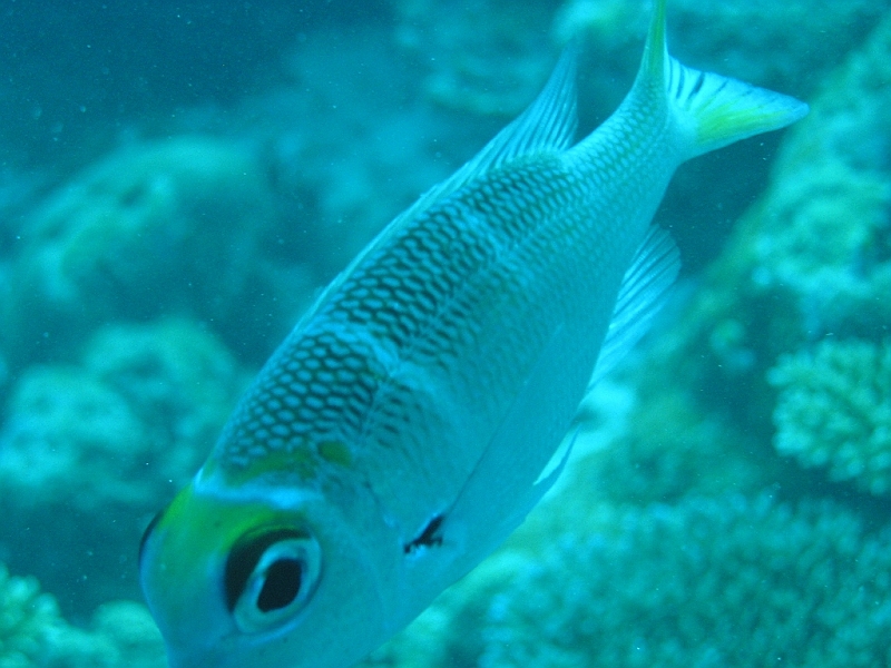 Aquarium125.JPG