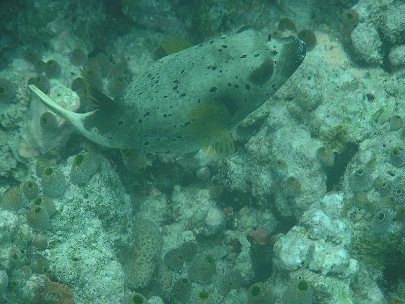 Aquarium178.JPG