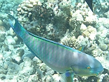 Aquarium016