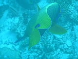 Aquarium119