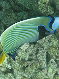 Aquarium148