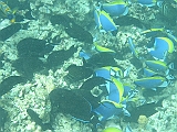 Aquarium232