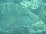 Aquarium234