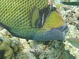 Aquarium244