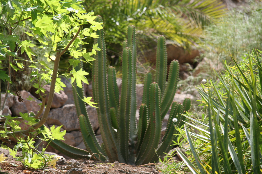 DPPd_0035.JPG
