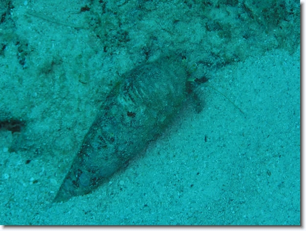 Diapositive suivante
