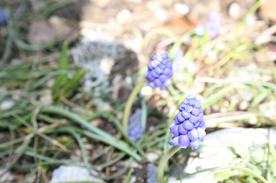 20080329_9_16.JPG
