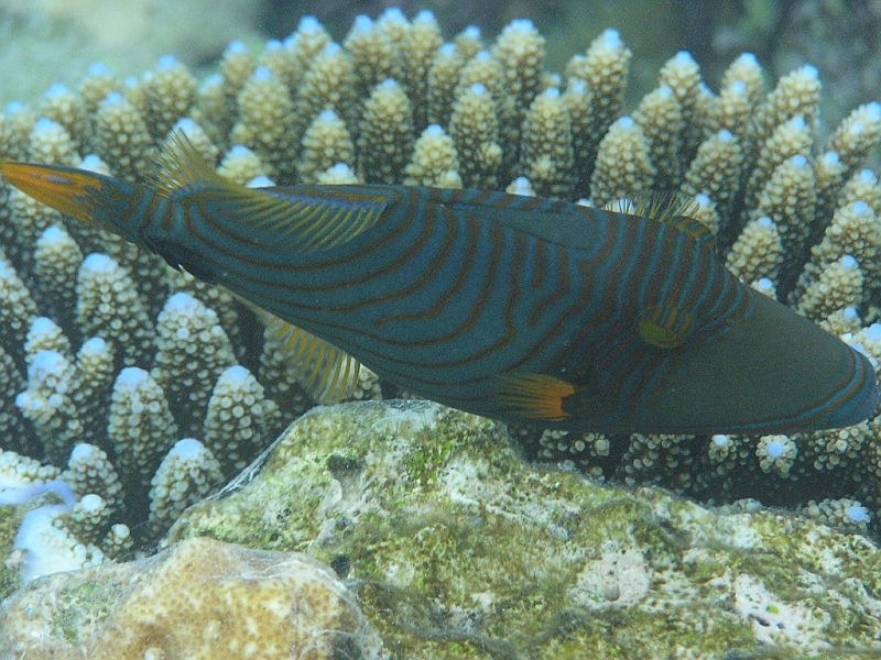 Aquarium032.JPG