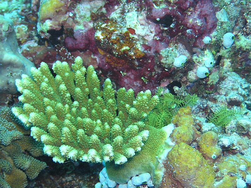 Aquarium070.JPG