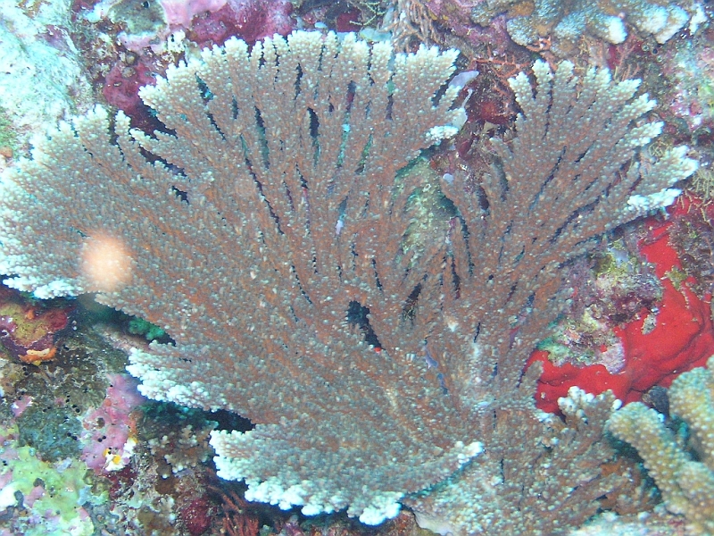 Aquarium091.JPG