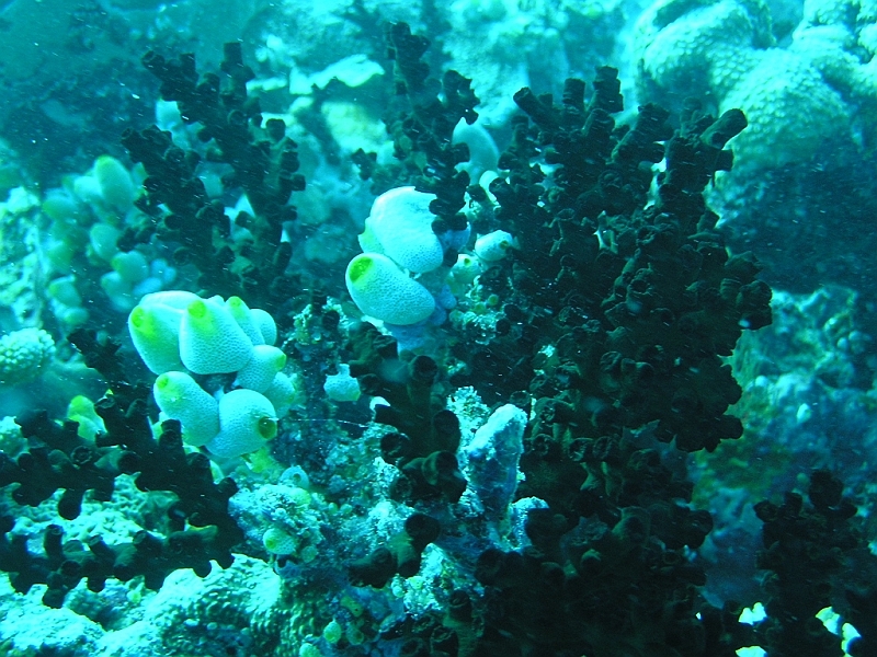 Aquarium110.JPG