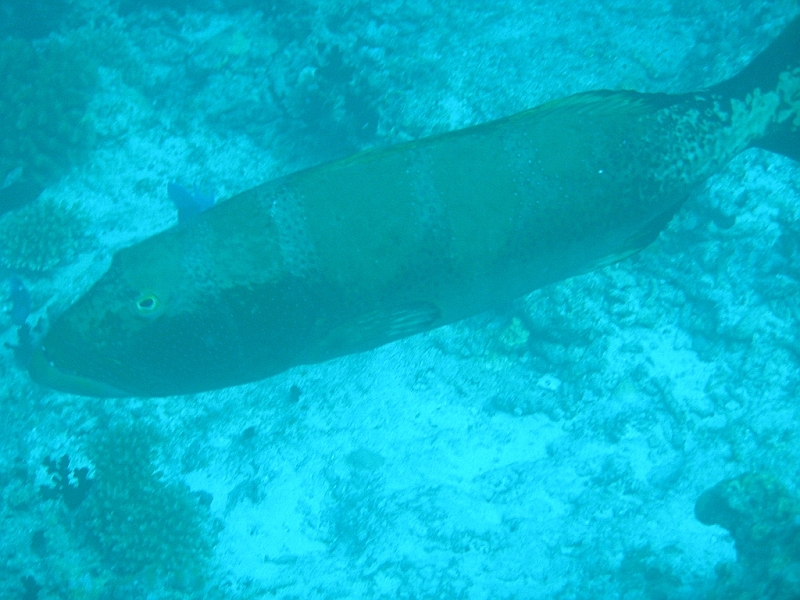 Aquarium117.JPG