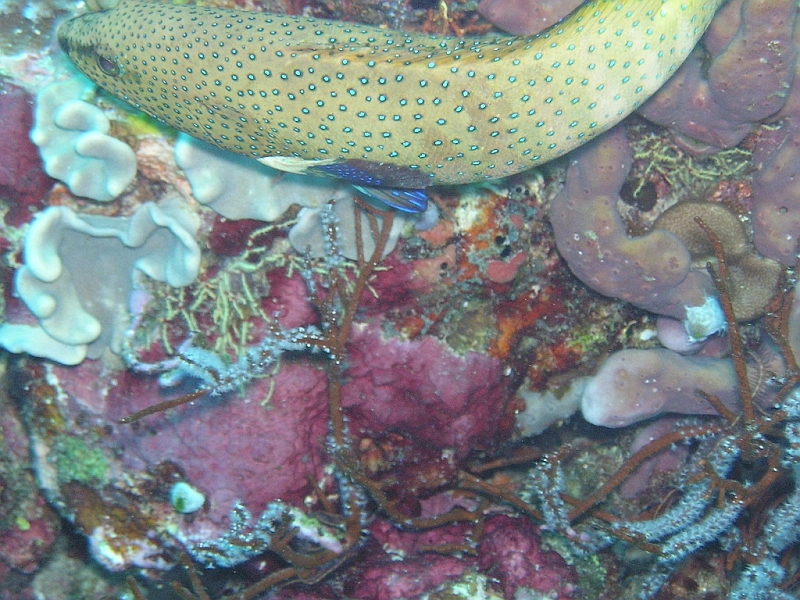 Aquarium143.JPG