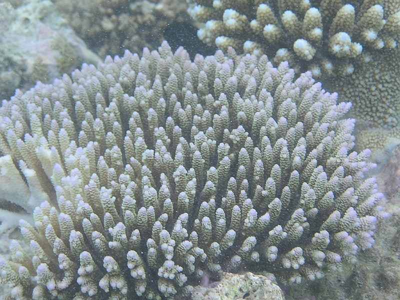 Aquarium150.JPG