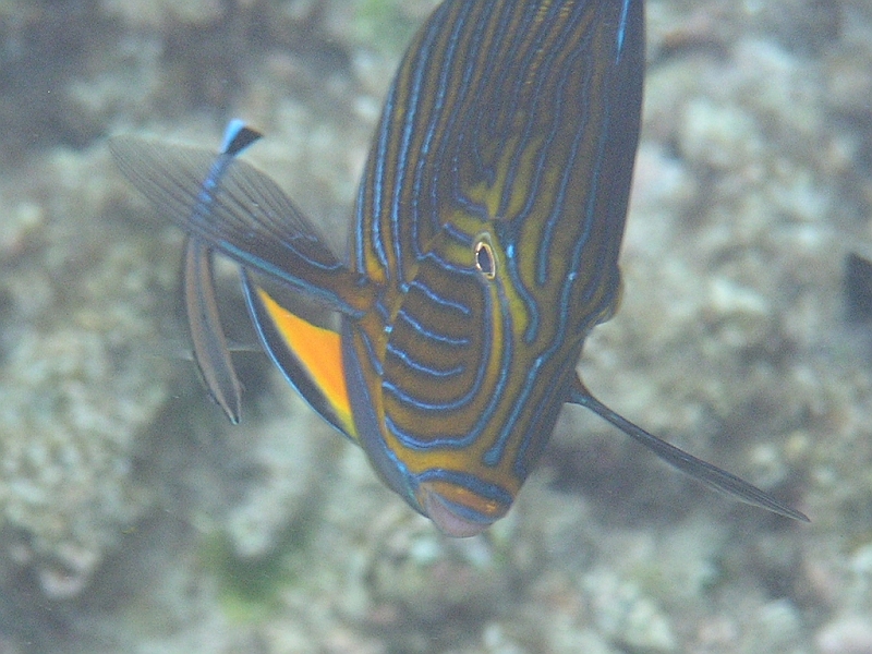 Aquarium165.JPG