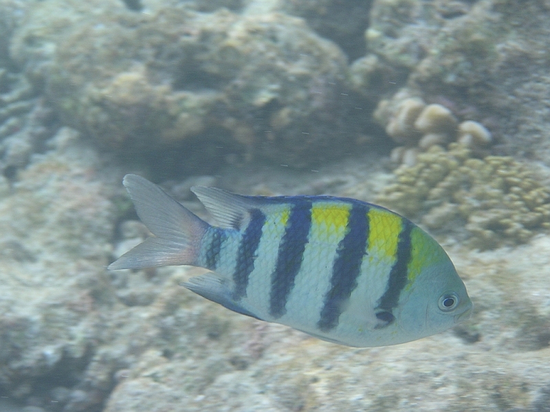 Aquarium189.JPG