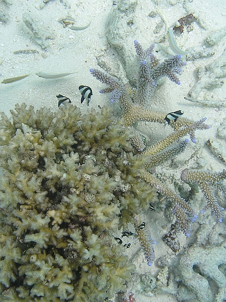Aquarium241.JPG