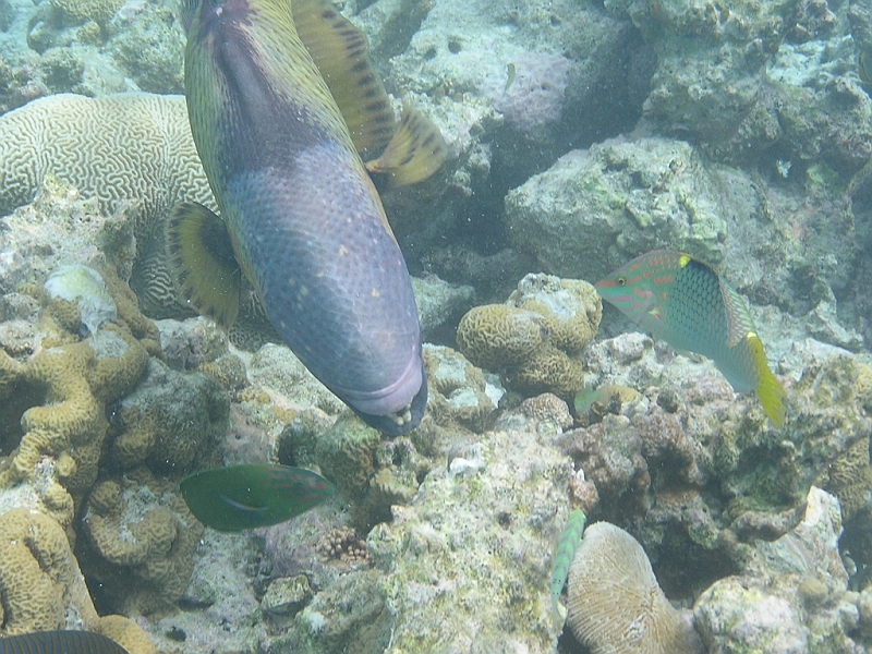 Aquarium243.JPG