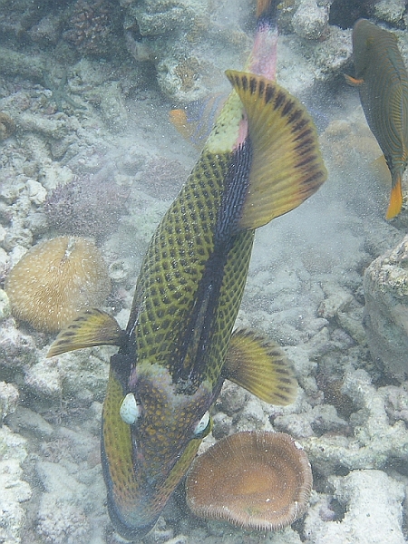 Aquarium245.JPG