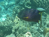 Aquarium018