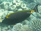 Aquarium153