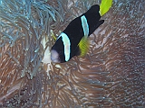 Aquarium205