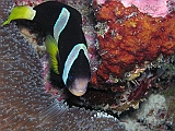 Aquarium206