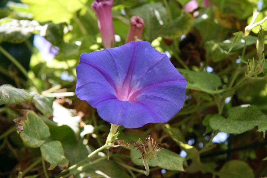 DPPd_0030.JPG