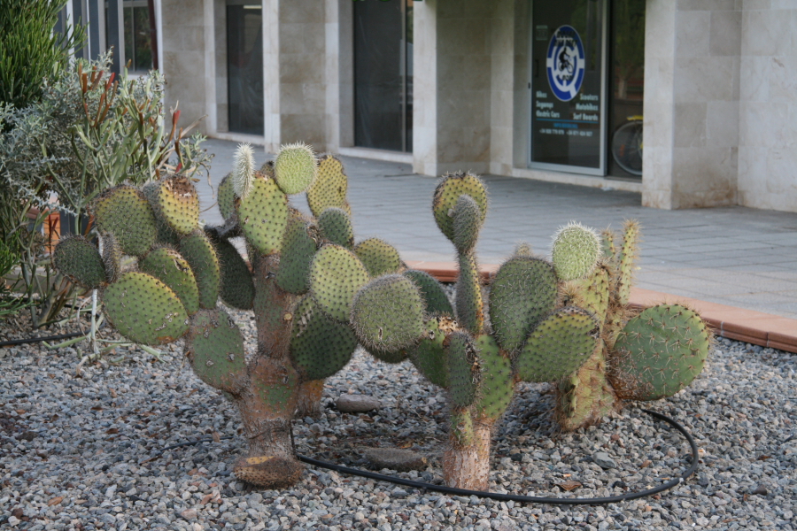 DPPd_0055.JPG